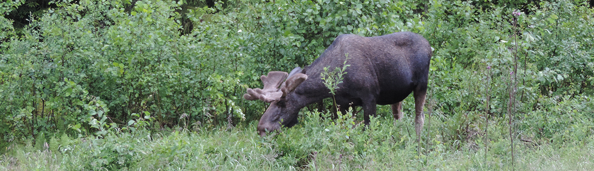 Moose safari with natureguide